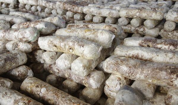 蘑菇菌包自己怎么培养 蘑菇菌种种植技术