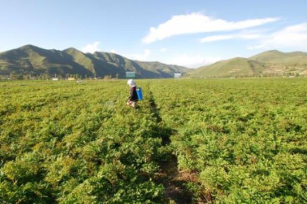 川芎和当归的区别是什么 川芎的食用方法