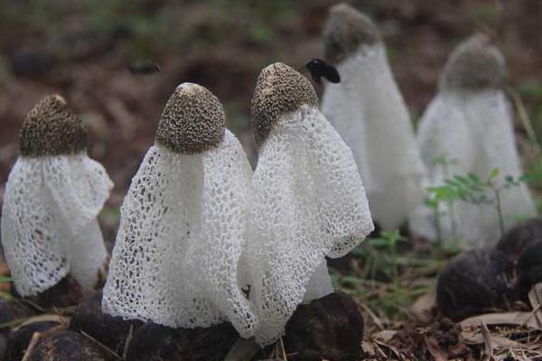 竹荪亩产量及利润是多少 竹荪市场前景怎么样