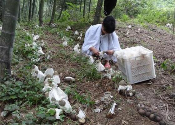 竹荪亩产量及利润是多少 竹荪市场前景怎么样