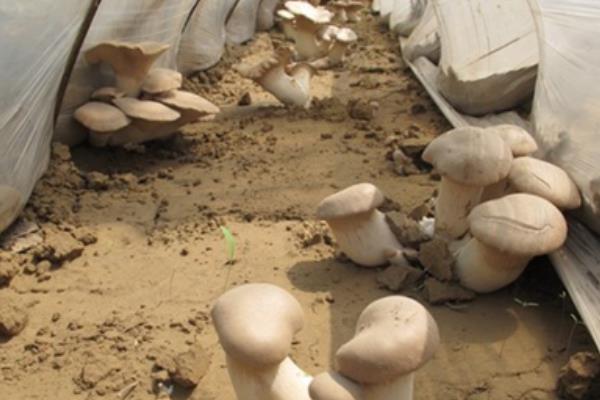 杏鲍菇种植亩产利润多大 杏鲍菇的效益分析