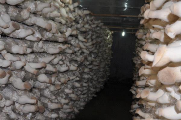 杏鲍菇种植亩产利润多大 杏鲍菇的效益分析