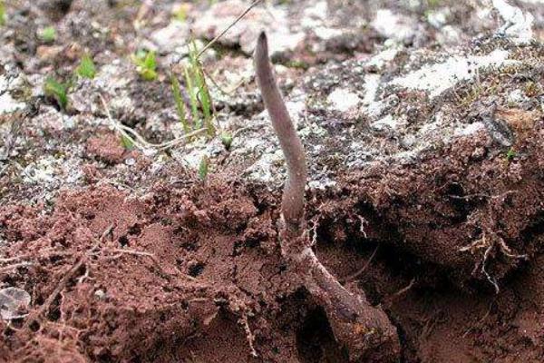 冬虫夏草产地在哪里 哪里的冬虫夏草质量最好