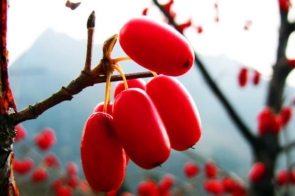 山茱萸是山萸肉吗 山茱萸与吴茱萸的区别