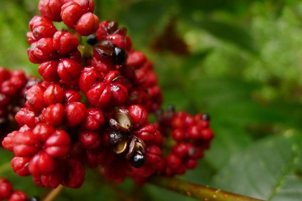 山茱萸是山萸肉吗 山茱萸与吴茱萸的区别