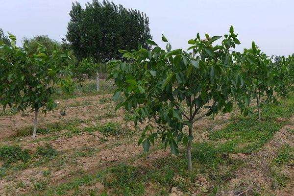 核桃树几年能结果 如何种核桃树