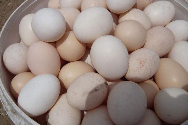 如何提高蛋鸡产蛋率 蛋鸡产薄壳蛋的病因