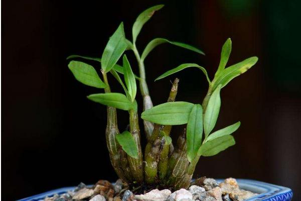 石斛如何在家庭里种植 铁皮石斛盆栽怎么养