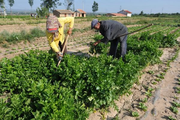 芹菜用什么除草剂