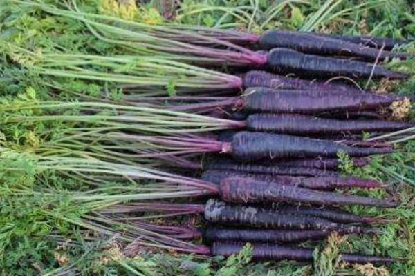 紫萝卜是转基因的吗 紫萝卜和普通萝卜的区别是什么
