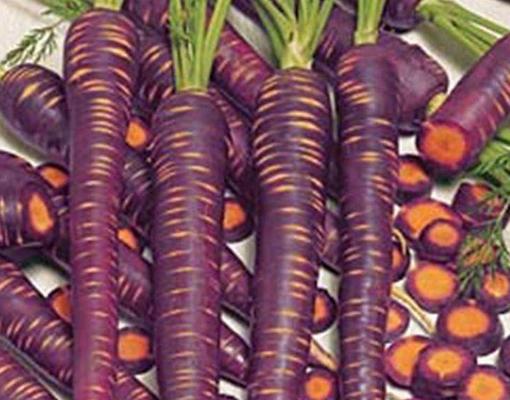 紫萝卜是转基因的吗 紫萝卜和普通萝卜的区别是什么