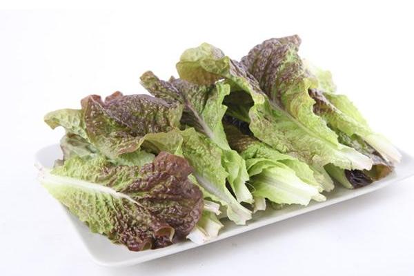 紫叶生菜和生菜的区别是什么
