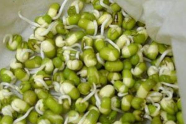 绿豆芽怎么发 生绿豆芽的方法