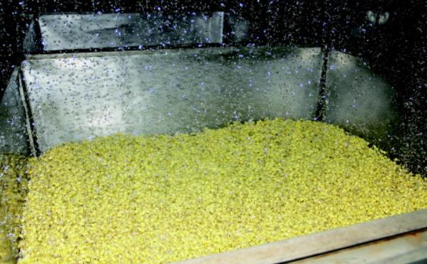 一斤绿豆能生出多少斤绿豆芽