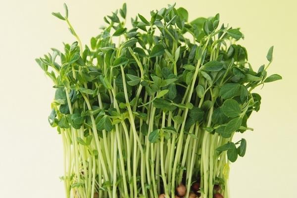 一斤绿豆能生出多少斤绿豆芽