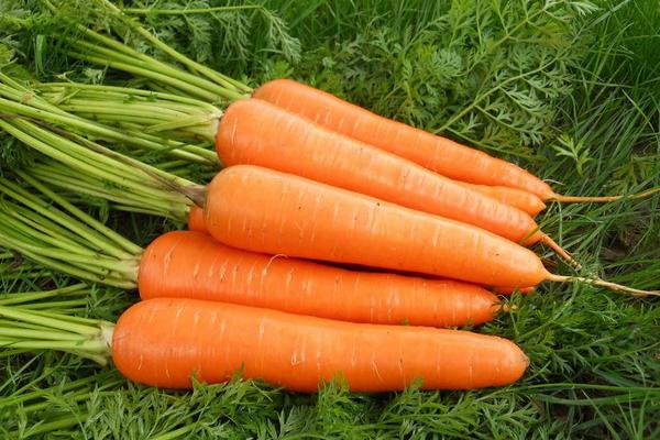 什么含胡萝卜素最多 胡萝卜素有什么作用