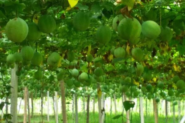 瓜蒌种植效益怎么样
