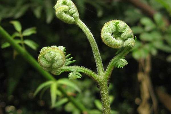 薇菜和蕨菜的区别是什么