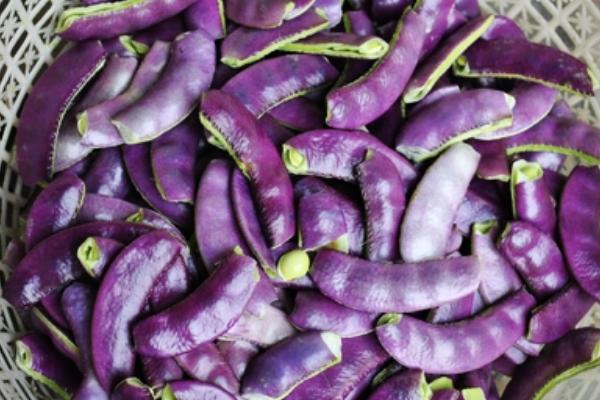 紫色的扁豆叫什么