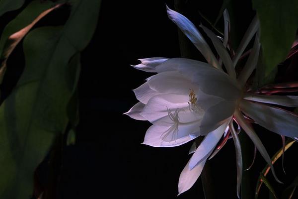 昙花图片大全（开花） 昙花特点与简介