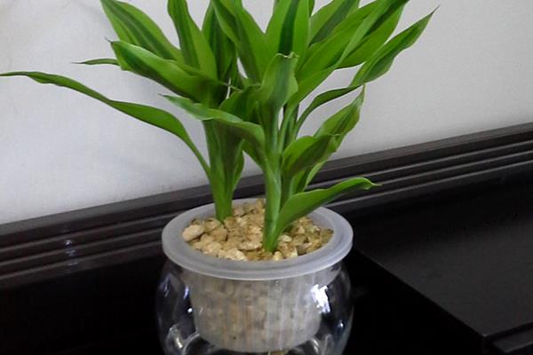富贵竹营养液的使用方法 富贵竹怎么水培