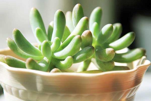 八千代多肉图片大全（老桩） 多肉植物八千代特点与简介