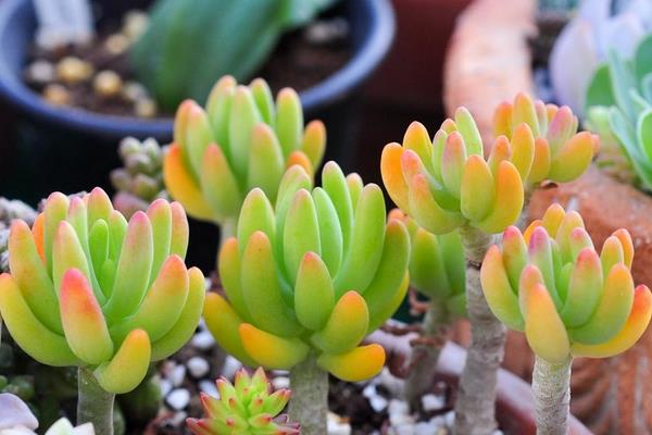 八千代多肉图片大全（老桩） 多肉植物八千代特点与简介