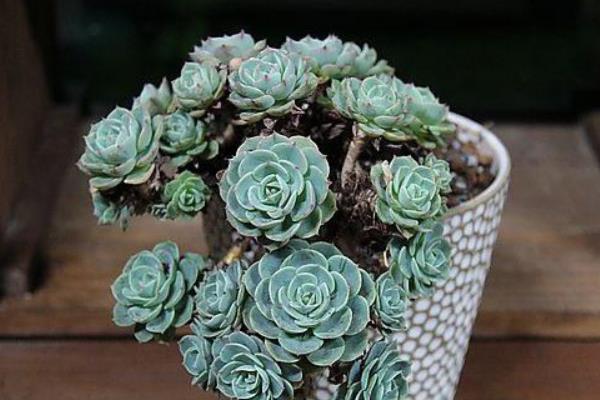 玉蝶多肉图片大全（老桩） 多肉植物玉蝶特点与简介