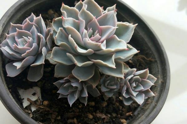 蓝石莲多肉图片大全（老桩） 蓝石莲特点与简介