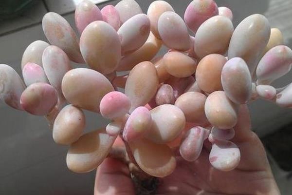 多肉植物桃之卵图片大全（老桩） 桃之卵的特点和简介