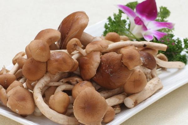 茶树菇图片大全 茶树菇的营养成分