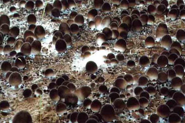 草菇种植时间 草菇的栽培技术
