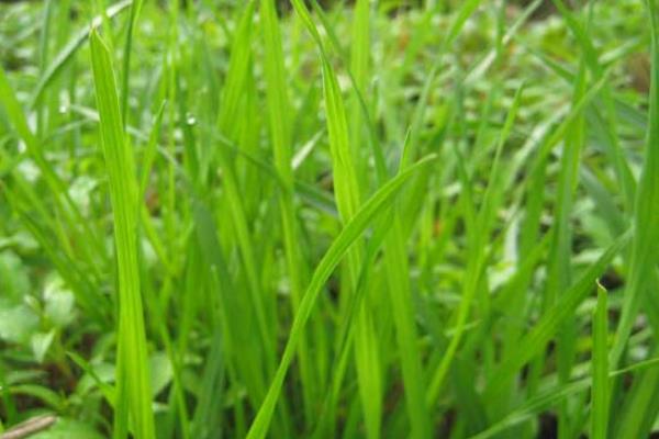 黑麦草的功效与作用及禁忌 黑麦草的生长环境及分布