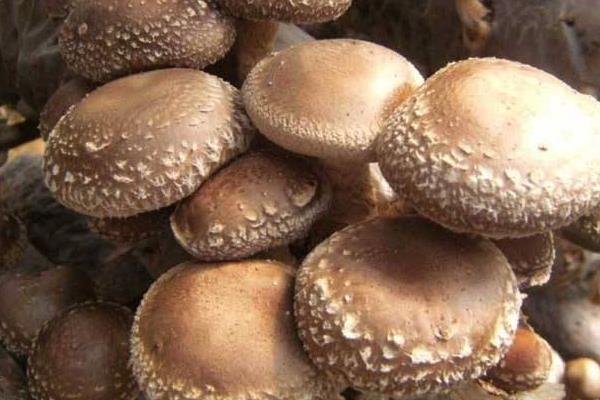 红烧蘑菇正宗做法 红烧蘑菇怎么做简单又好吃