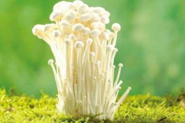 金针菇图片大全 什么是金针菇