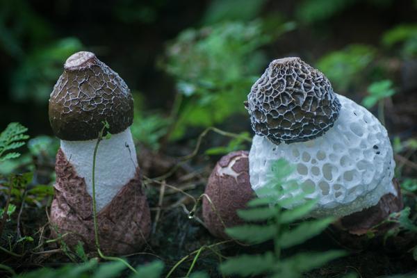 竹荪图片大全 竹荪是什么 竹荪的食用方法