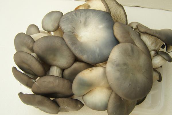 平菇图片大全 平菇属于蘑菇吗