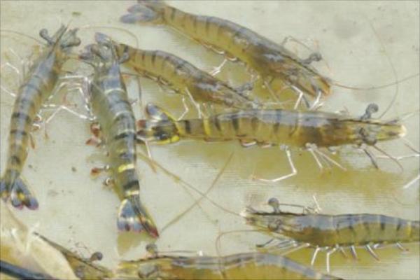 虾怎么养 养虾的技术 虾的生长环境