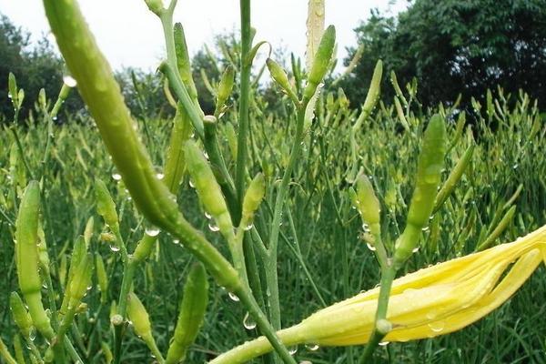 黄花菜图片大全 黄花菜长什么样