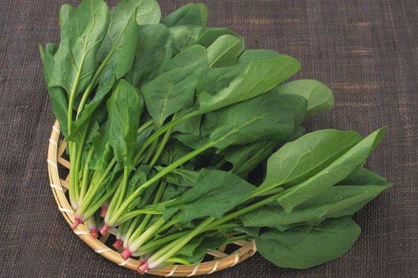 菠菜图片大全 菠菜简介