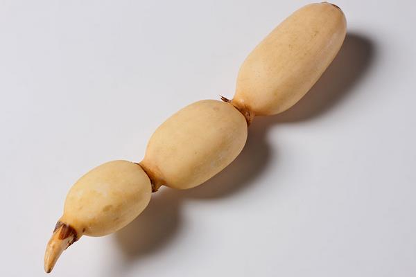 莲藕图片大全