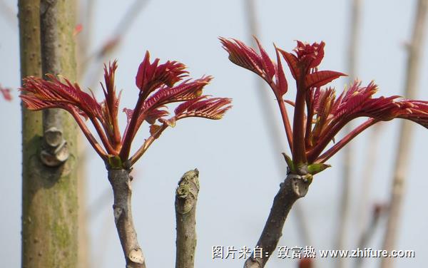 香椿种植经济效益分析