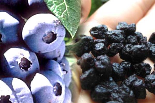 蓝莓干的营养价值