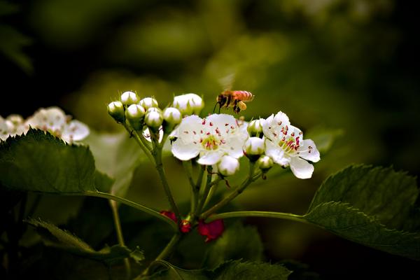 山楂花图片大全