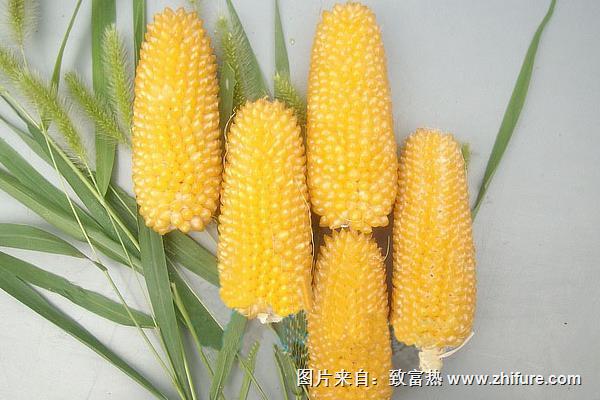 菠萝玉米品种及介绍