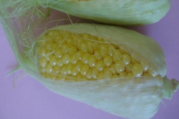 菠萝玉米品种及介绍