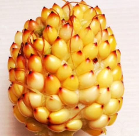 菠萝玉米品种及介绍