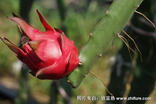 火龙果种植技术视频