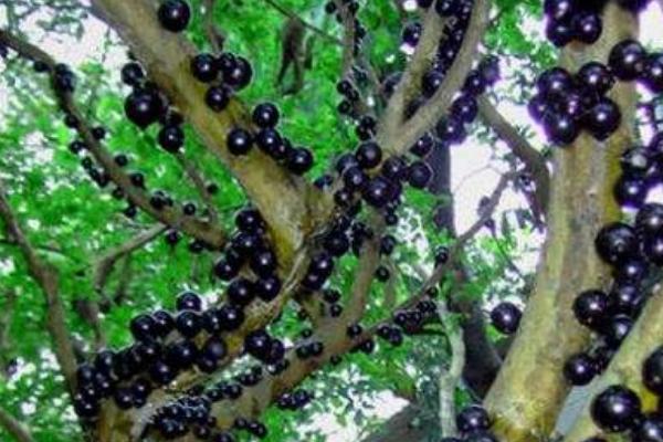 树葡萄功效与作用及禁忌