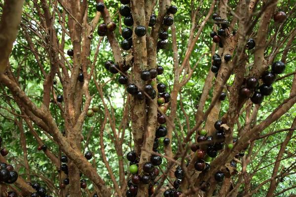 树葡萄营养价值